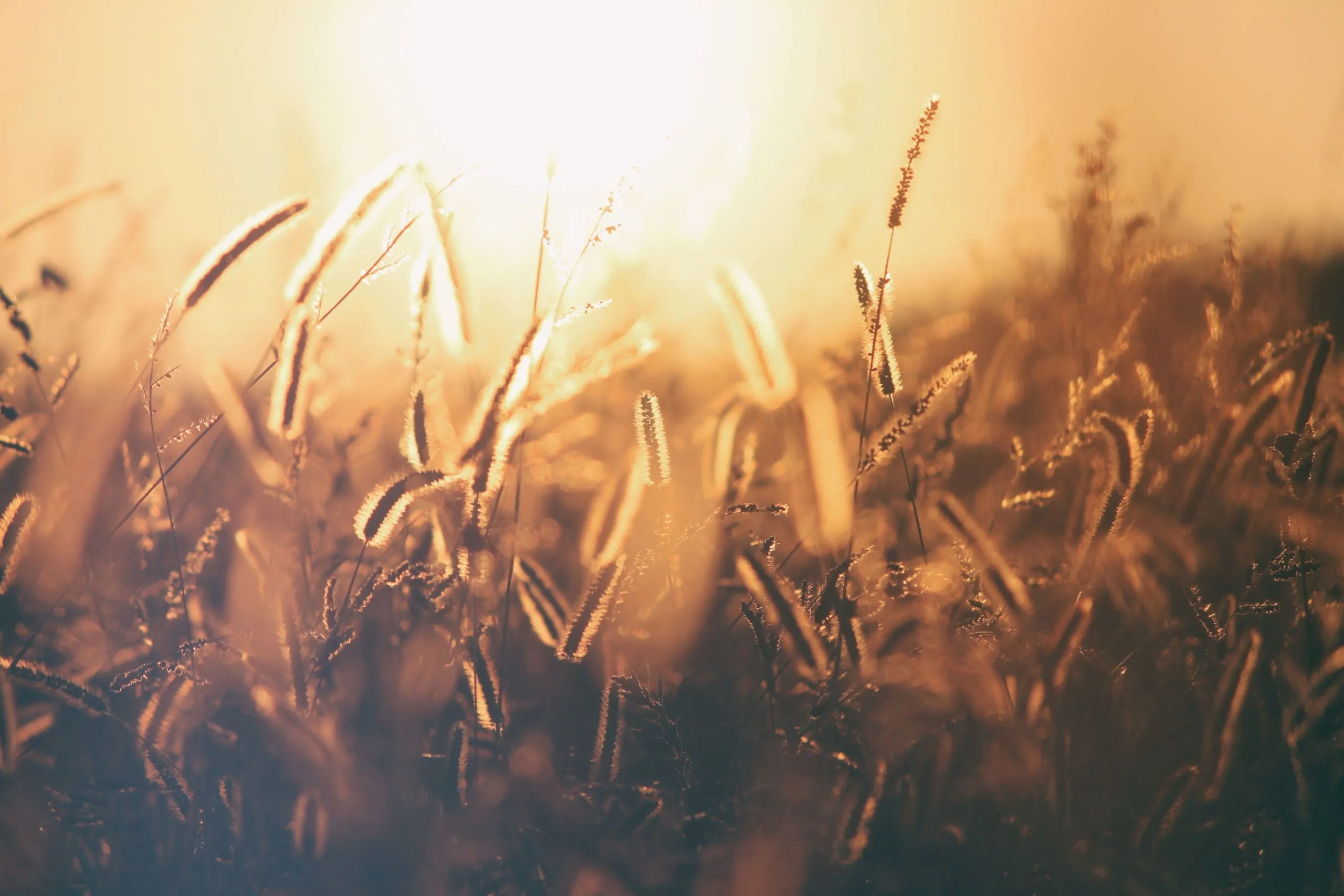 Season = Ploughing, Planting, Watering, and Harvest